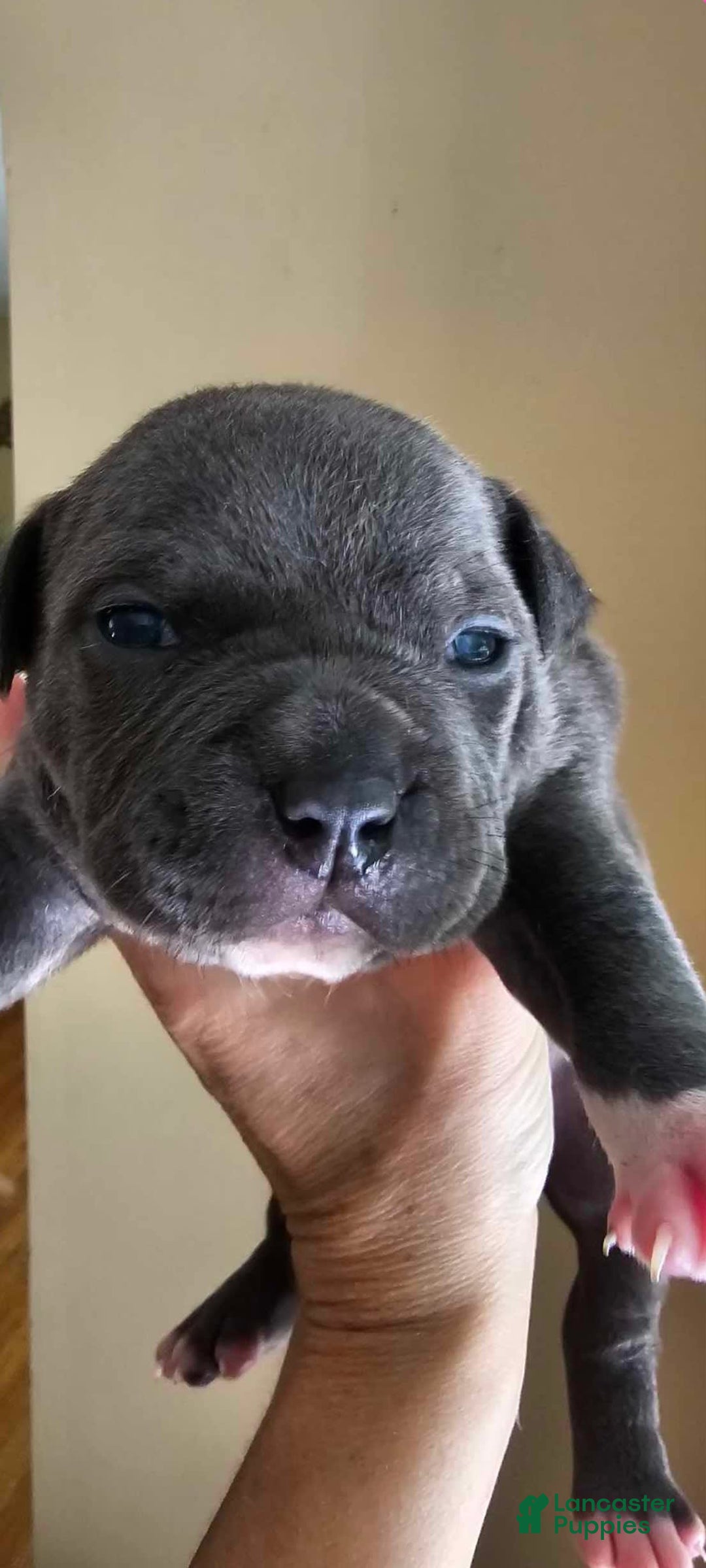 American Bully dogs for sale: Batman - Image 12