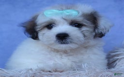 Shihpoo dogs for sale: Hank - Image 5