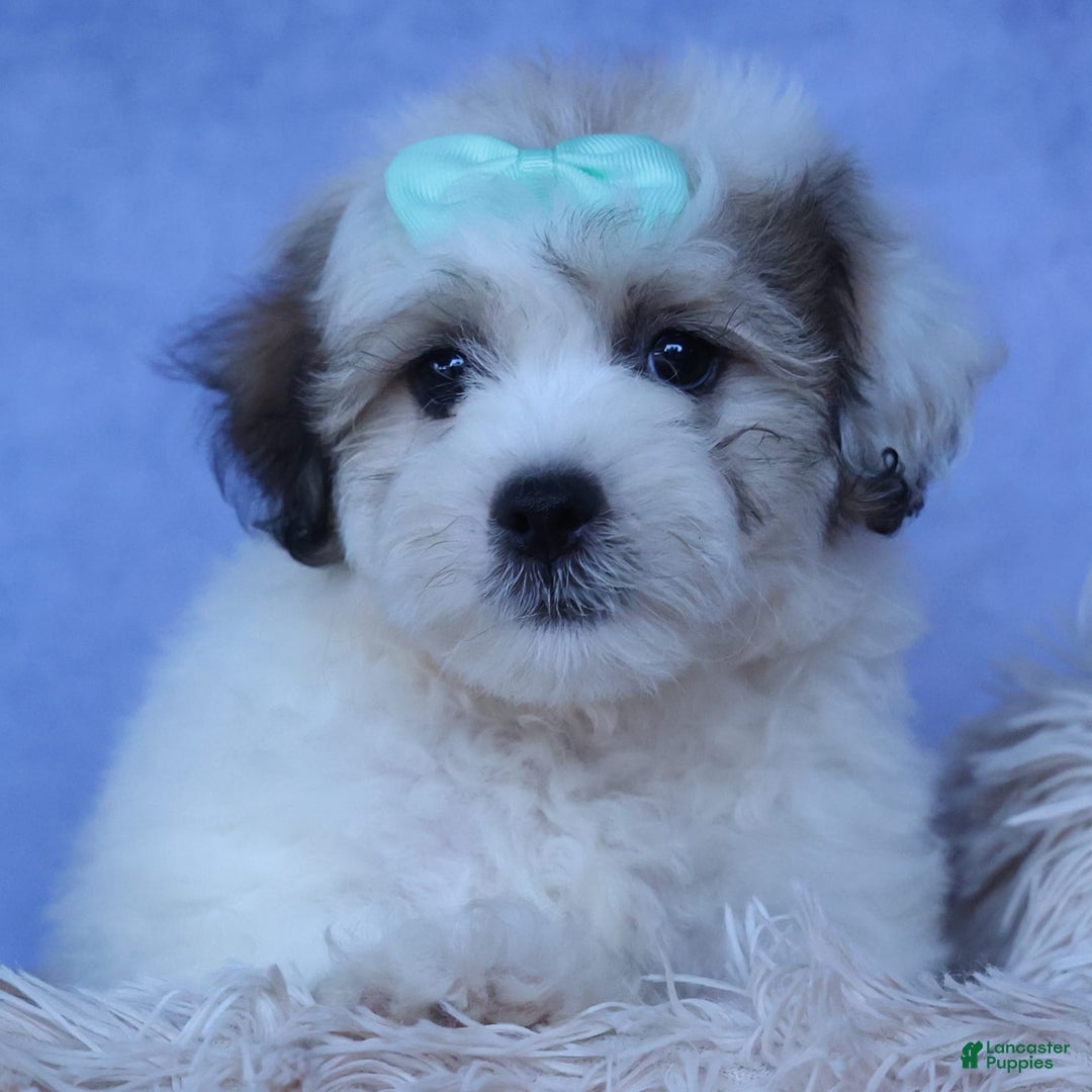 Shihpoo dogs for sale: Hank - Image 5