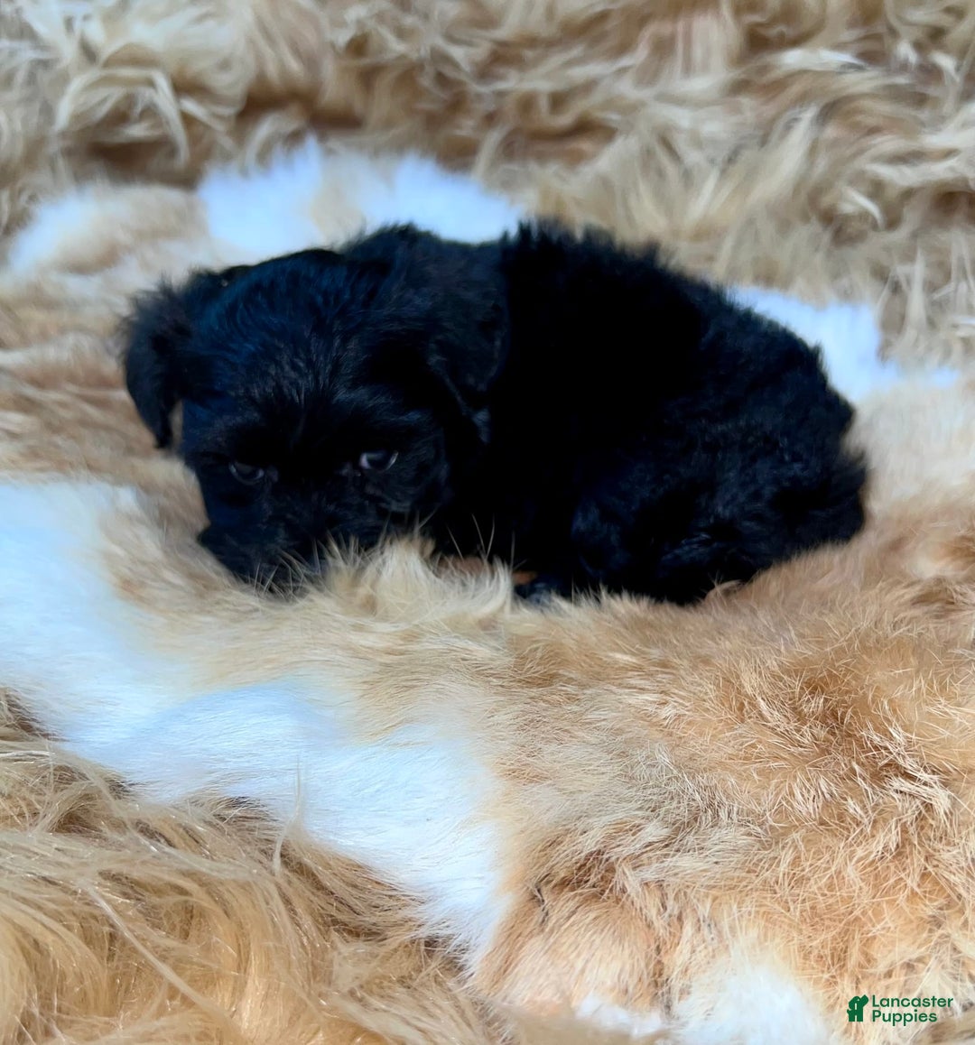 Miniature Schnauzer dogs for sale: Emerald - Image 2