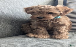 Cockapoo dogs for sale: Willow - Image 2