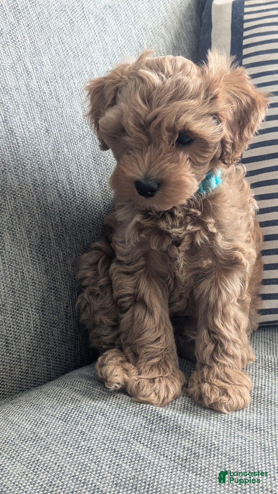 Cockapoo dogs for sale: Willow - Image 2
