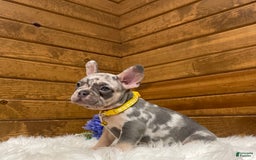 French Bulldog dogs for sale: Jax - Image 4