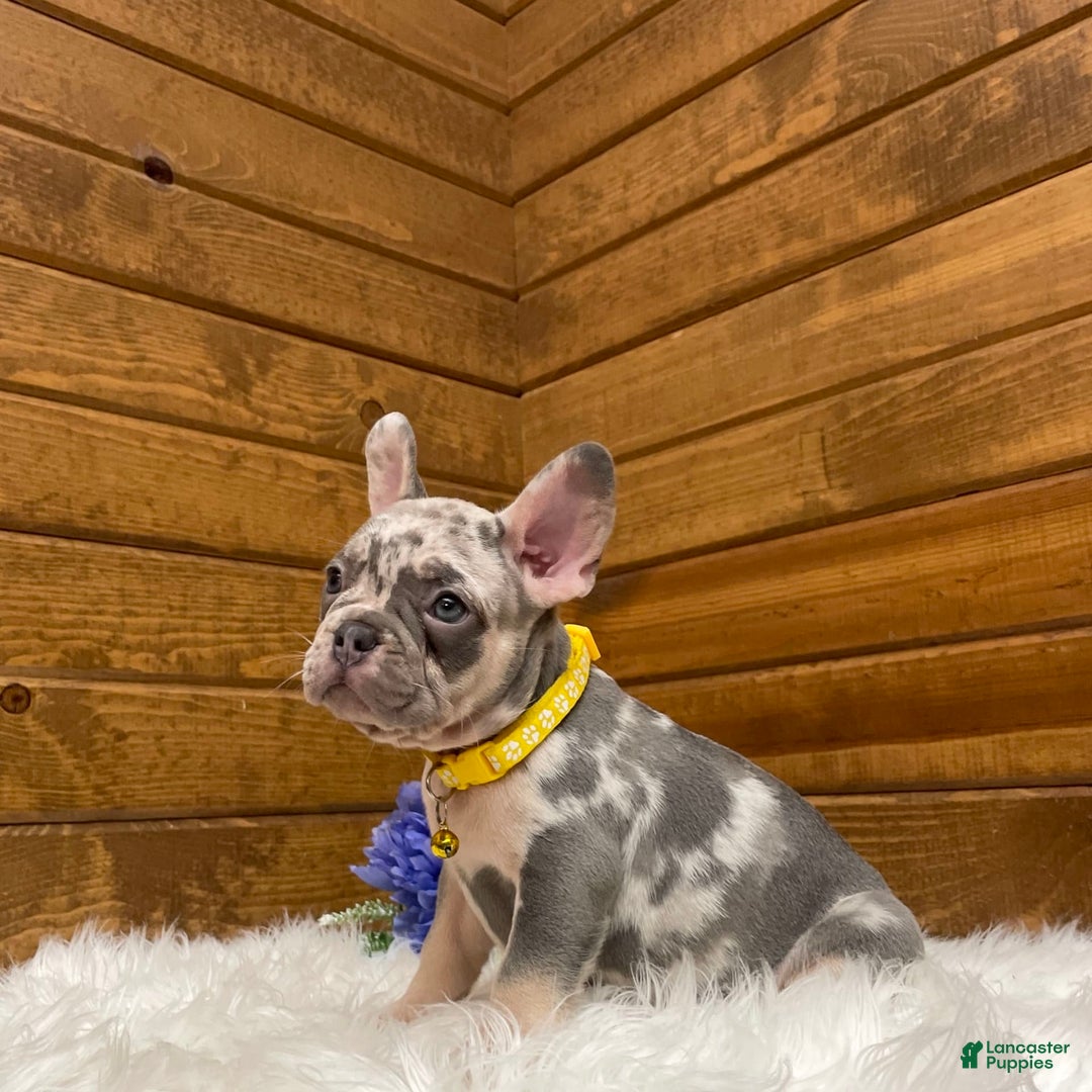 French Bulldog dogs for sale: Jax - Image 4