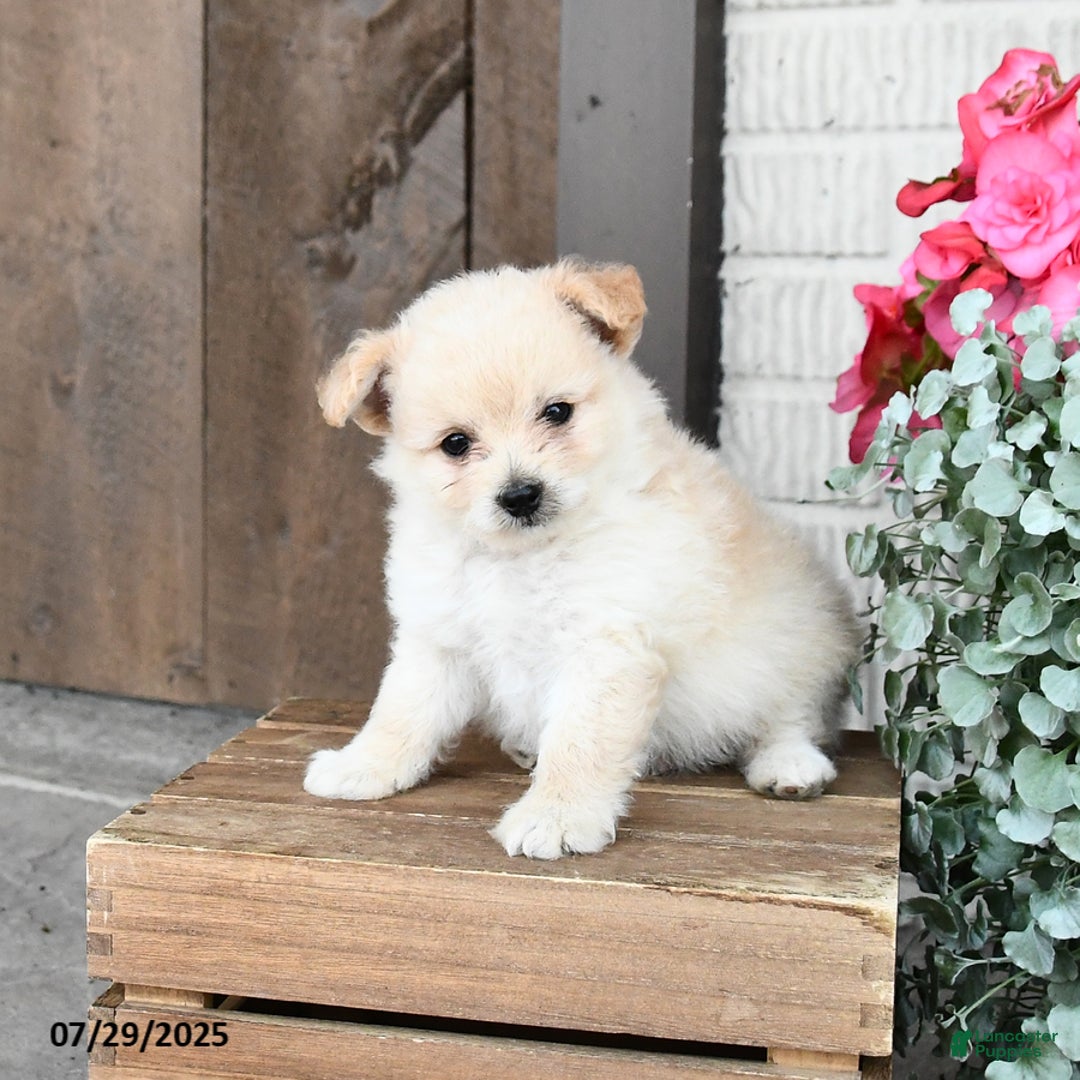 Pomapoo dogs for sale: Rascal - Image 1