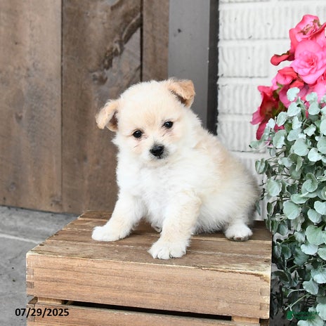 Pomapoo dogs for sale - Ad 5