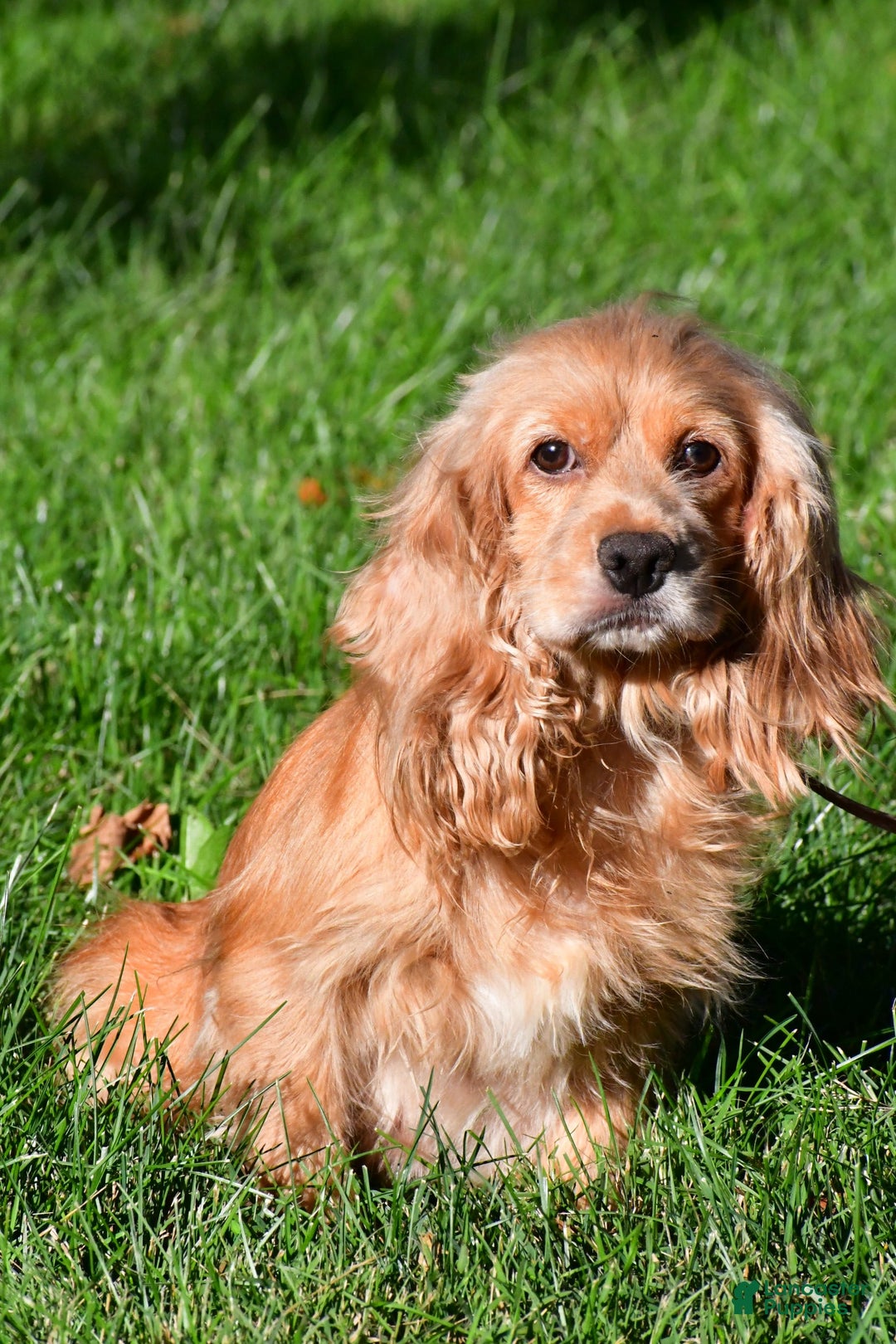 Cockapoo dogs for sale: Sheila - Image 9