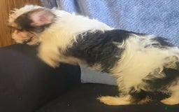 Yorkiepoo dogs for sale: Shirley - Image 6