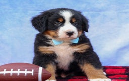 Bernese Mountain Dog dogs for sale: Samson - Image 12