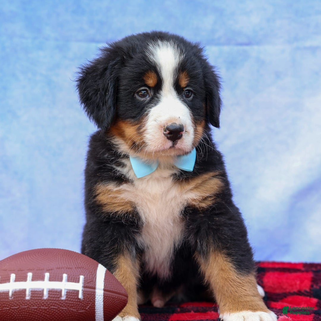 Bernese Mountain Dog dogs for sale: Samson - Image 12