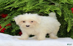 Maltese dogs for sale: Kelsey - Image 3