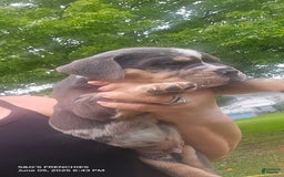 American Bully dogs for sale: Boss - Image 14