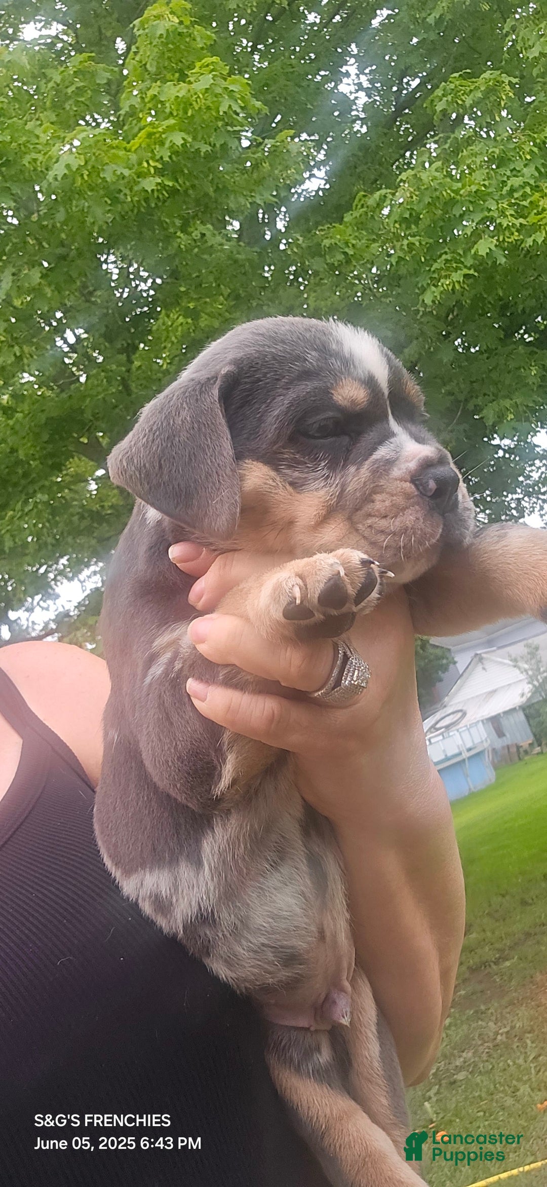 American Bully dogs for sale: Boss - Image 14