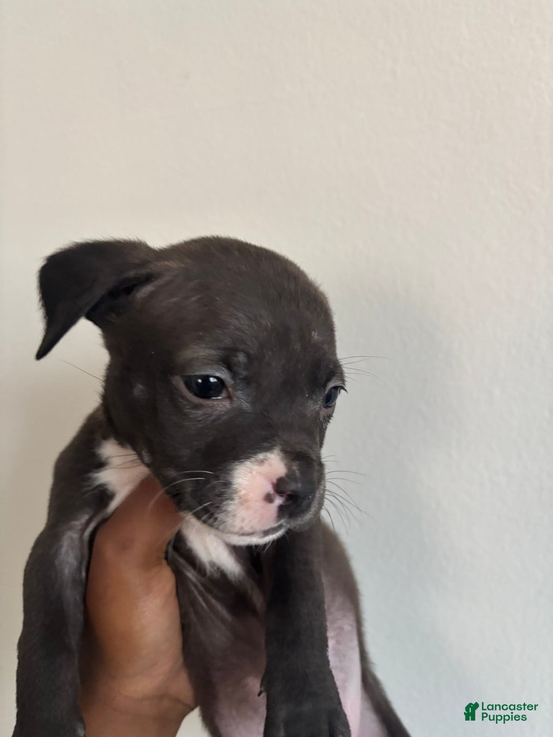 American Pit Bull Terrier dogs for sale: Yin - Image 2