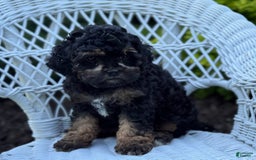 Cavapoo dogs for sale: Carla - Image 5