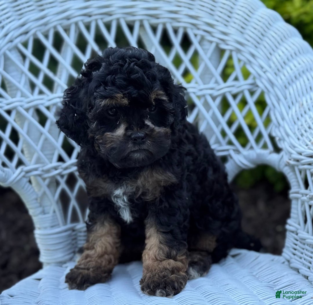 Cavapoo dogs for sale: Carla - Image 5