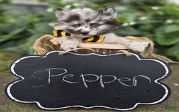 Pomsky dogs for sale: Pepper - Image 4