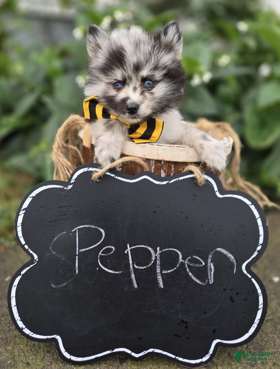 Pomsky dogs for sale: Pepper - Image 4