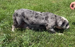 English Bulldog dogs for sale: Mose - Image 7