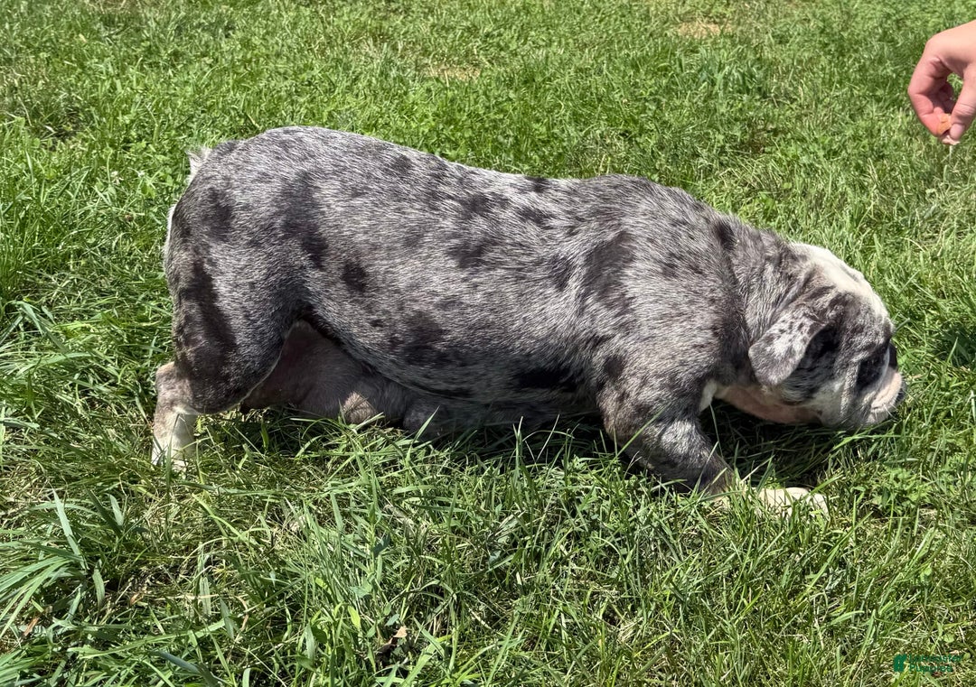 English Bulldog dogs for sale: Mose - Image 7
