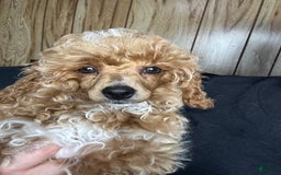 Toy Poodle dogs for sale: Lada - Image 10