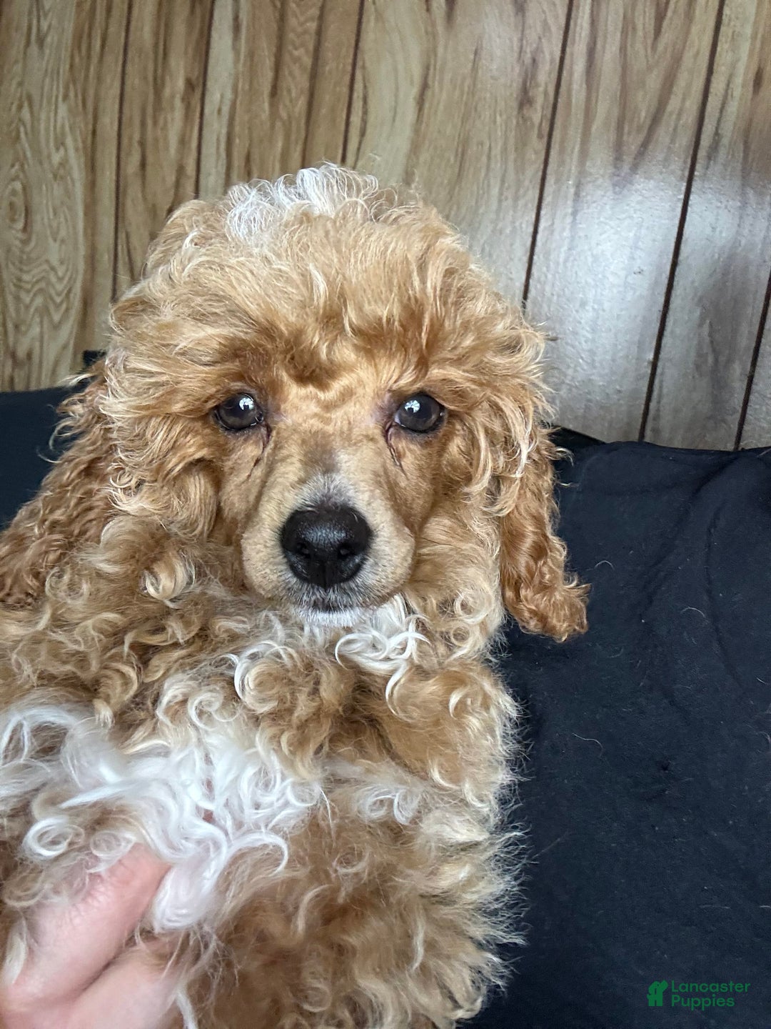 Toy Poodle dogs for sale: Lada - Image 10