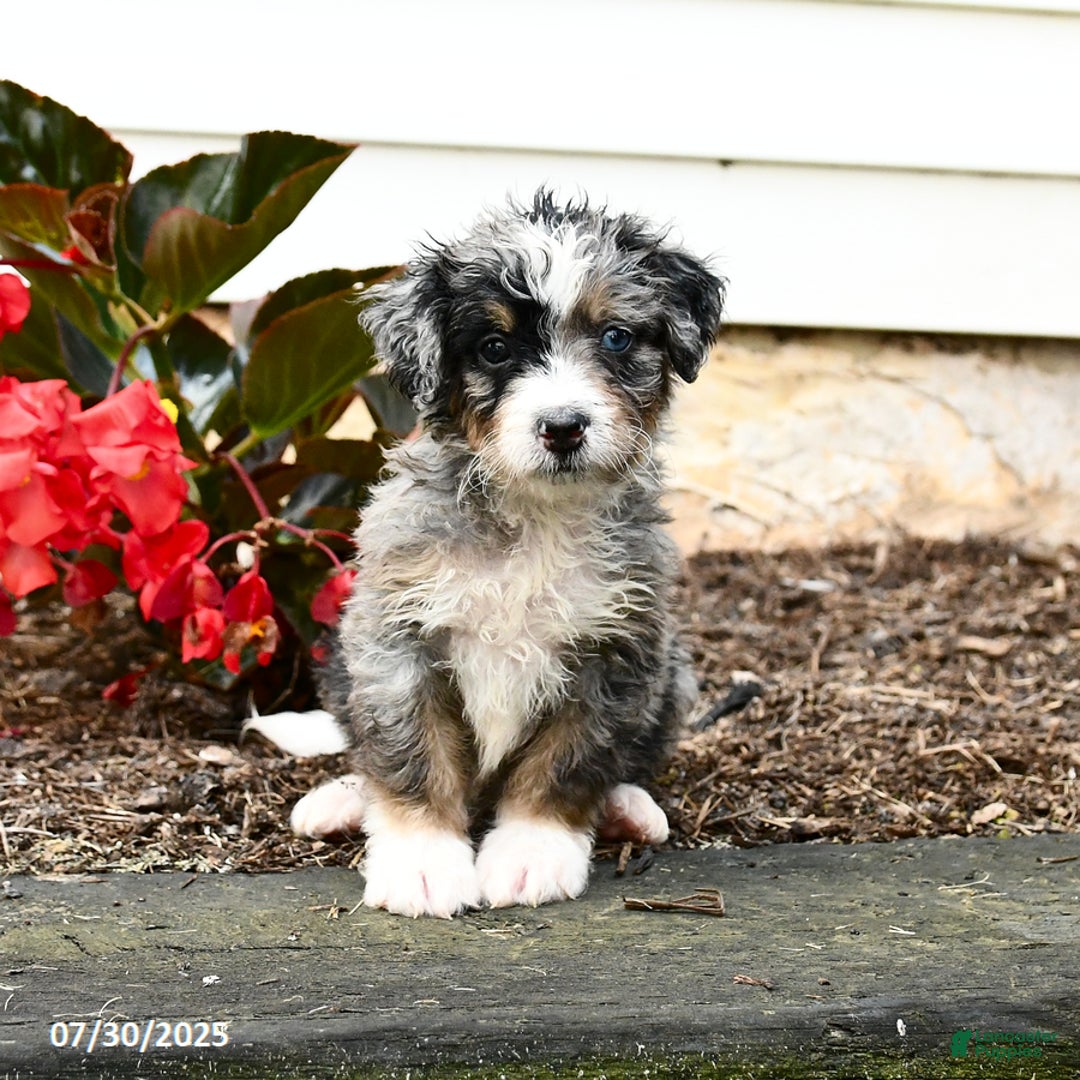 Mini Bernedoodle dogs for sale: Chili - Image 1