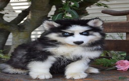 Siberian Husky dogs for sale: Steele - Image 4