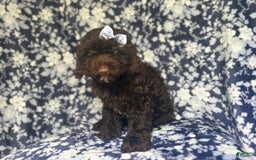 Cockapoo dogs for sale: Birdie - Image 7