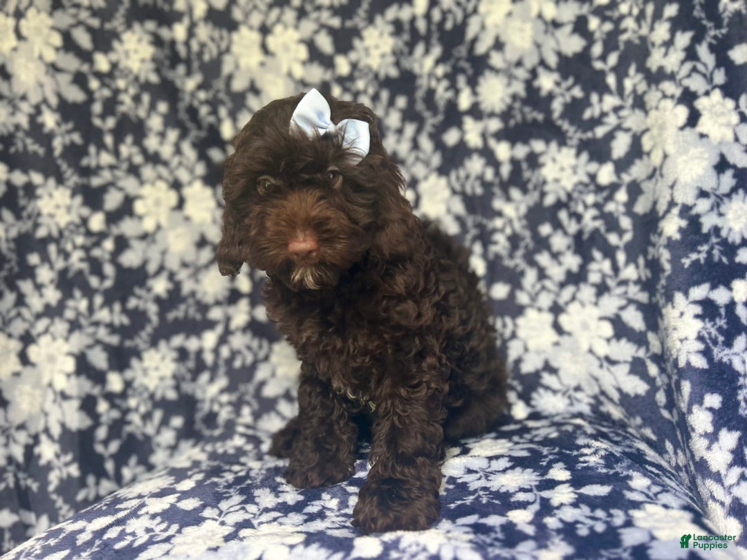 Cockapoo dogs for sale: Birdie - Image 7