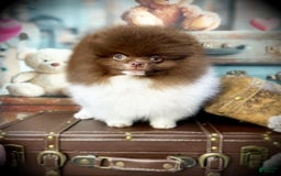 Pomeranian dogs for sale: AKC Ivan - Image 2