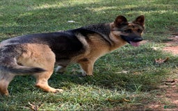 German Shepherd dogs for sale: Toby Jr - Image 4