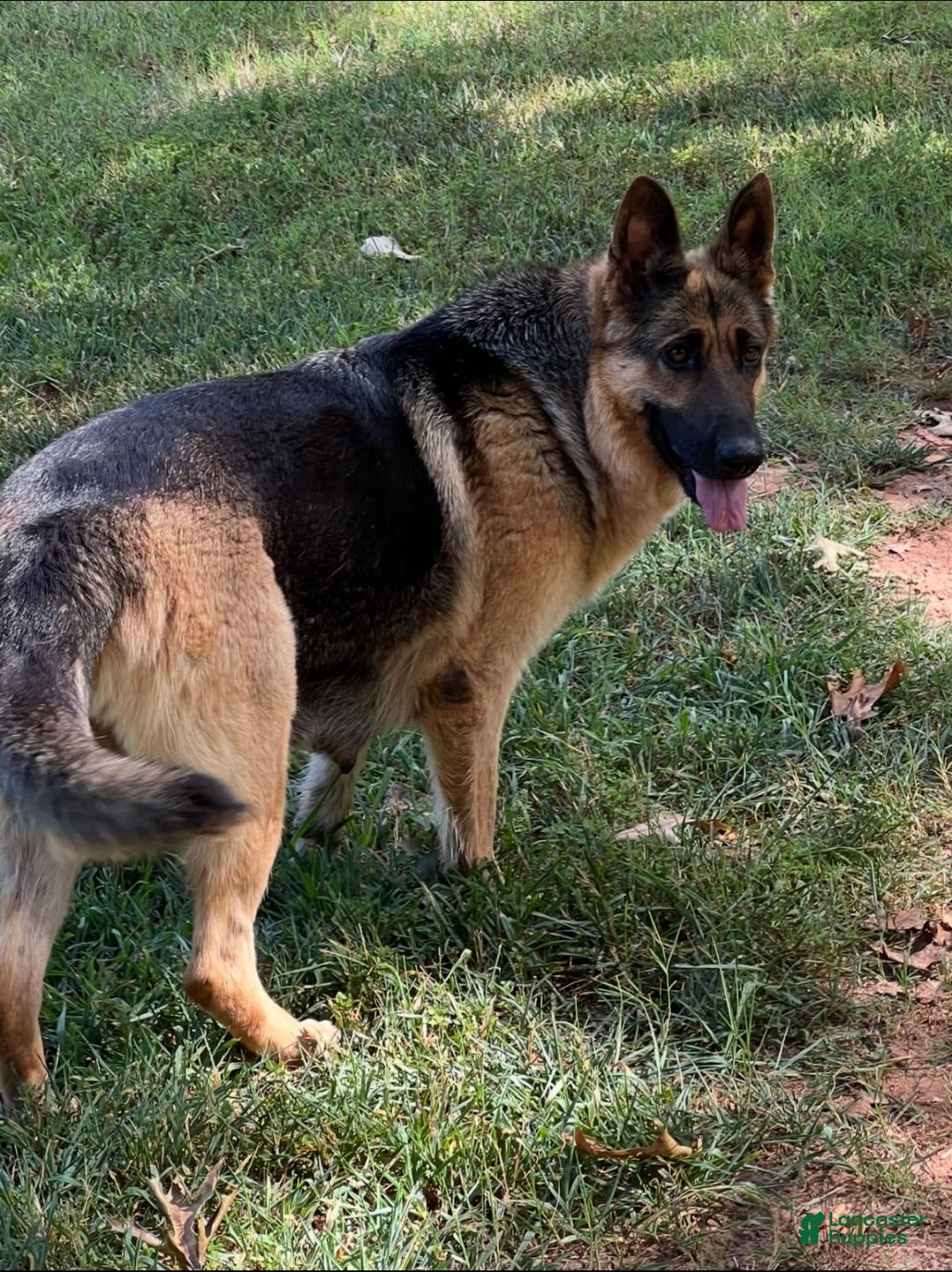 German Shepherd dogs for sale: Toby Jr - Image 4