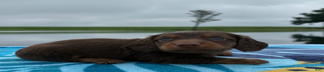Cocoa