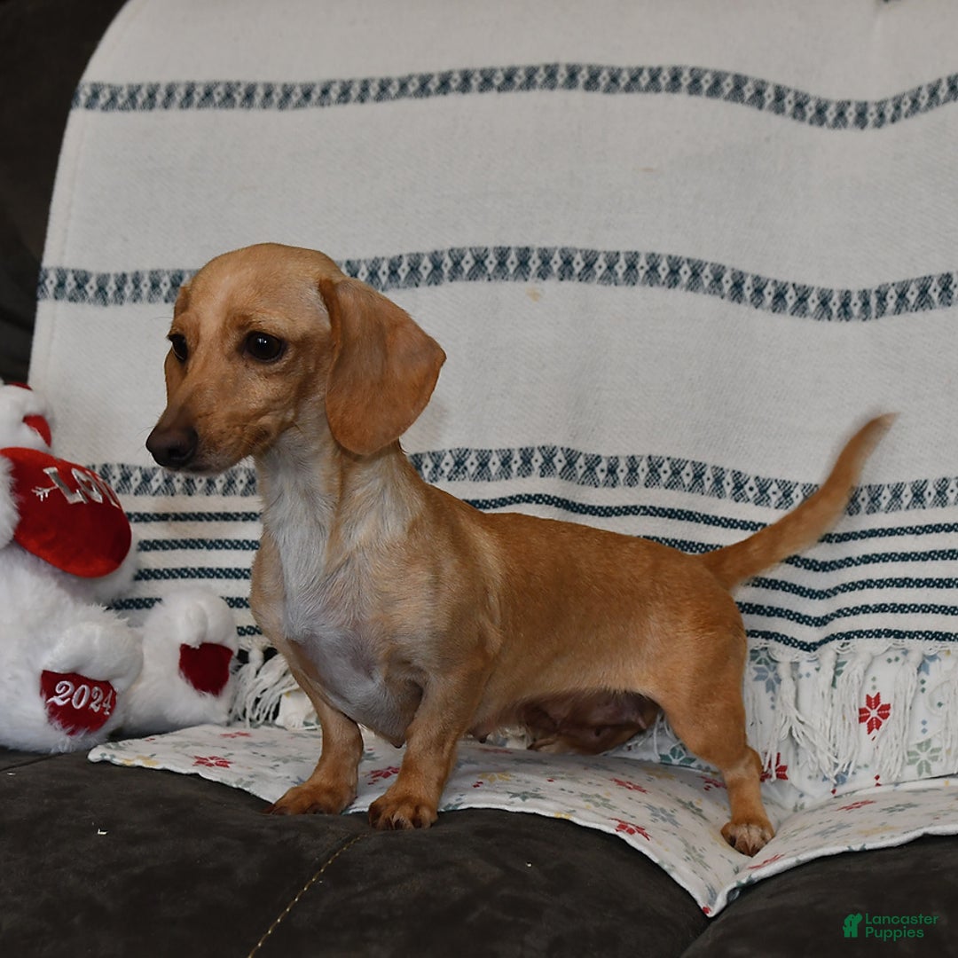 Miniature Dachshund dogs for sale: Dawson - Image 6