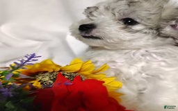 Maltipoo dogs for sale: Sweet Pea - Image 5
