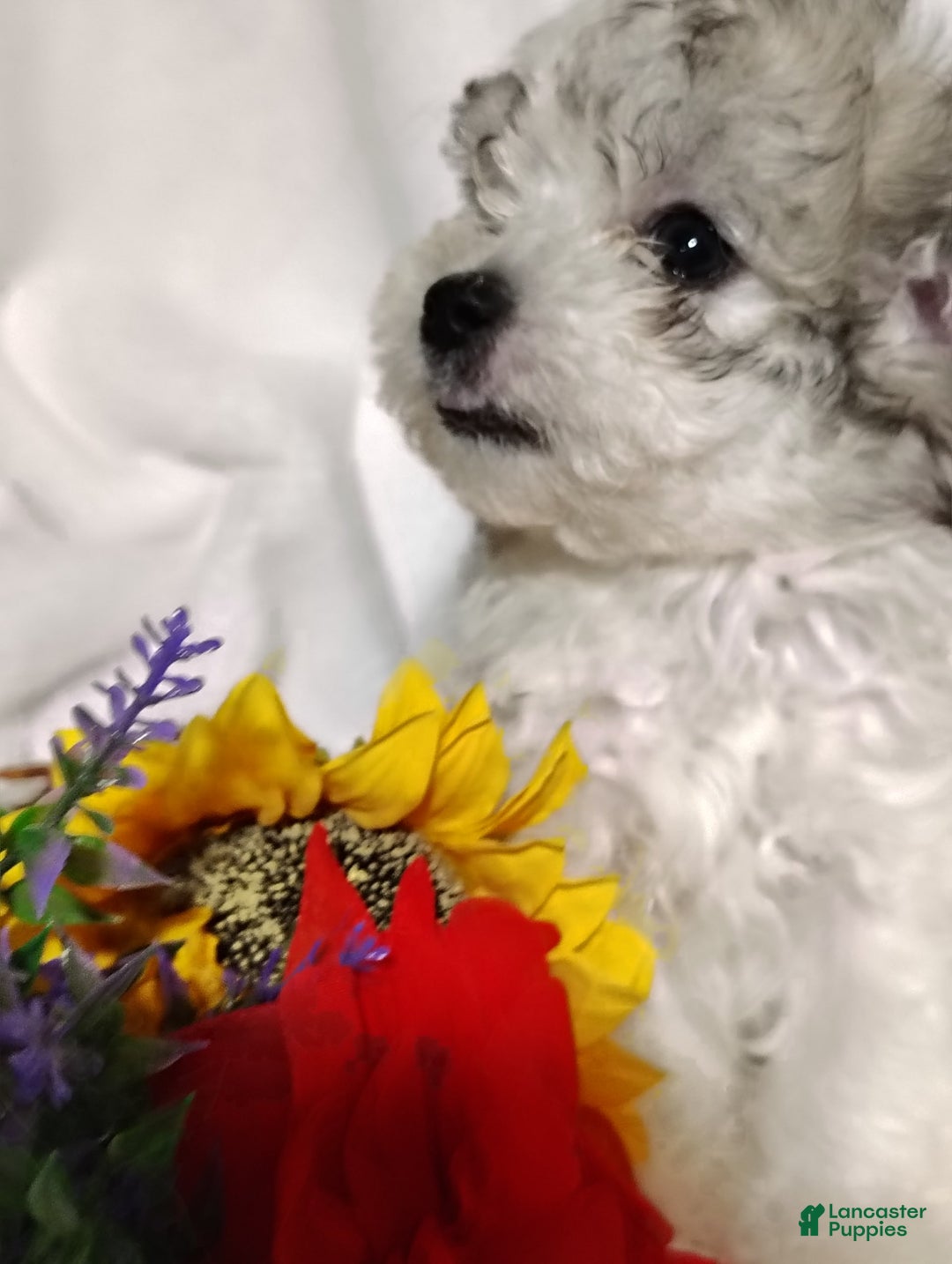 Maltipoo dogs for sale: Sweet Pea - Image 5