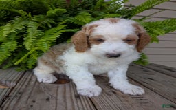 Goldendoodle dogs for sale: Ace - Image 8