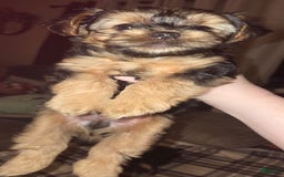Yorkshire Terrier dogs for sale: Biggie Smalls - Image 2