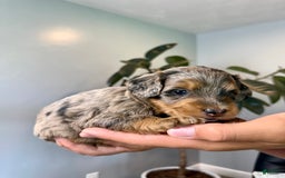 Mini Goldendoodle dogs for sale: Noah - Health tested - Image 3