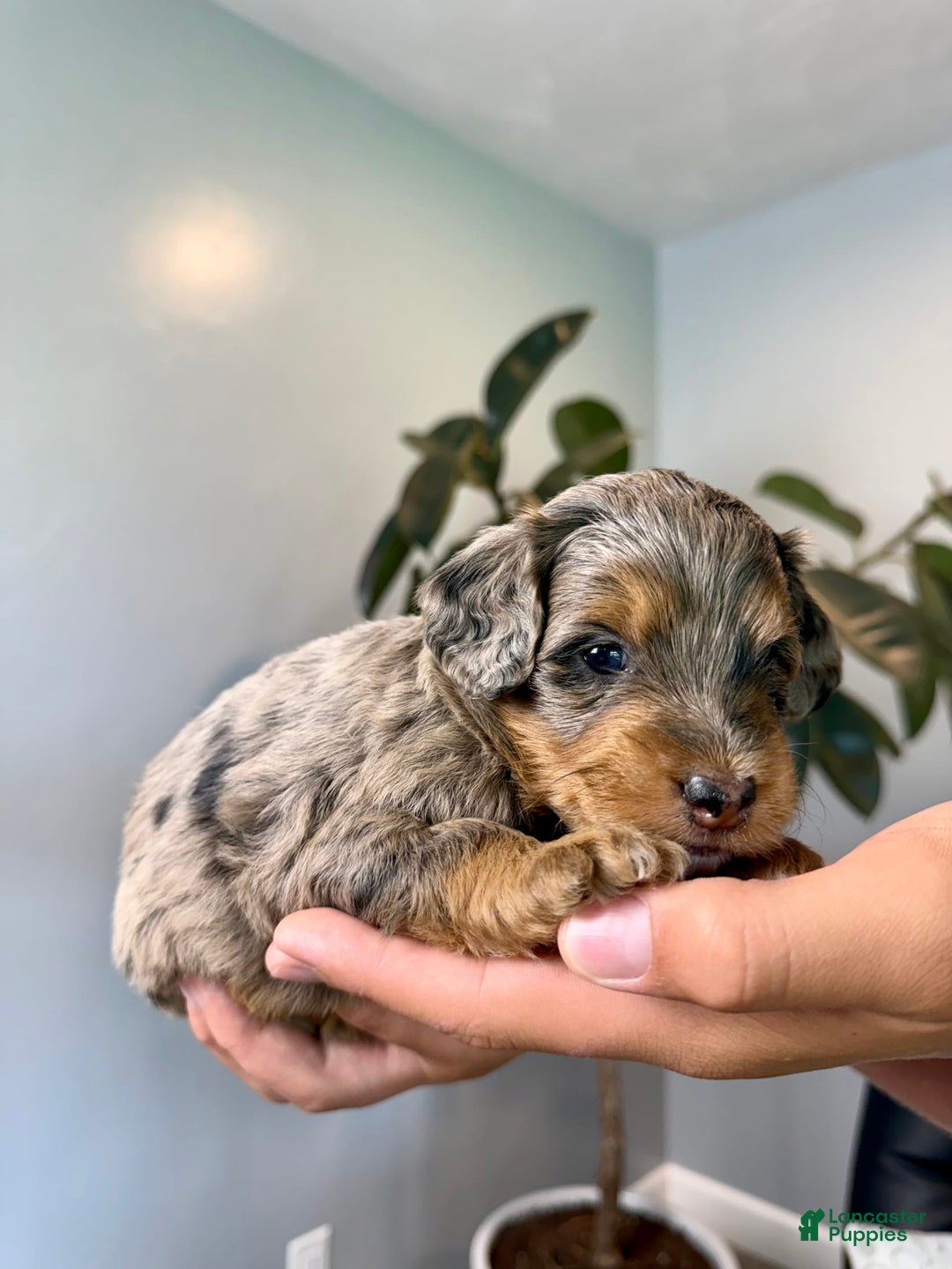 Mini Goldendoodle dogs for sale: Noah - Health tested - Image 3