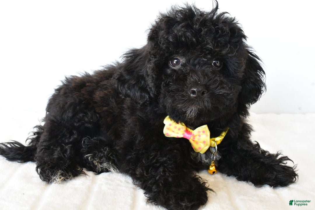 Shihpoo dogs for sale: Theo - Image 3
