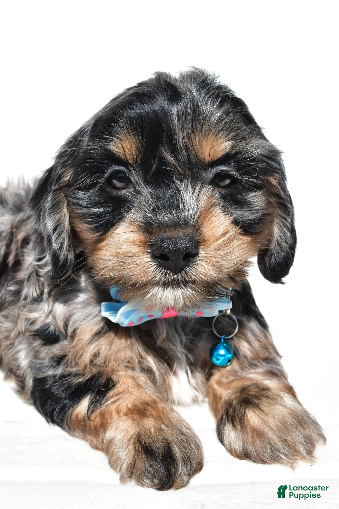 Cockapoo dogs for sale: Will - Image 6