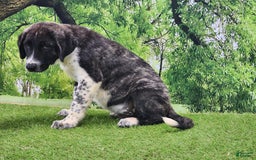 Anatolian Shepherd dogs for sale: AKC Dusty 2025 Male 4 - Image 3