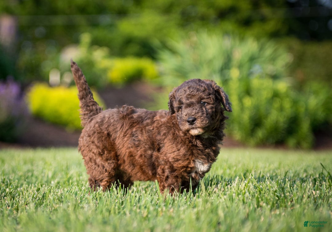 Goldendoodle dogs for sale: Janet - Image 13