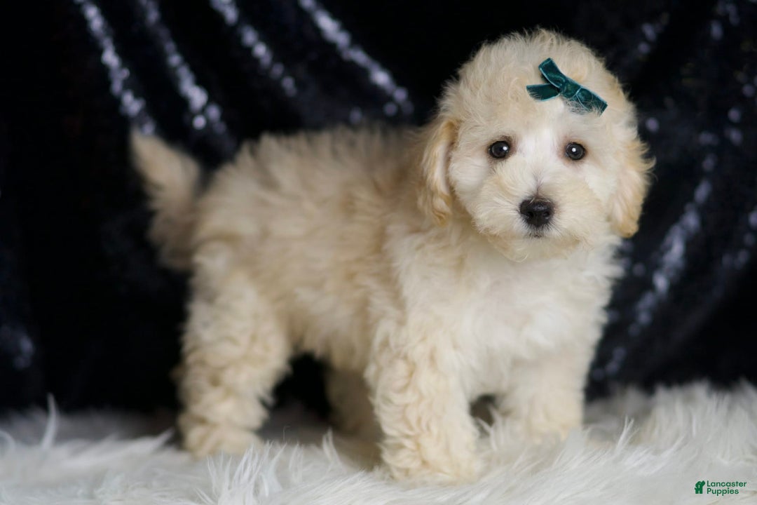Maltipoo dogs for sale: Mochi - Image 6