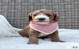 Goldendoodle dogs for sale: Charlotte - Image 5
