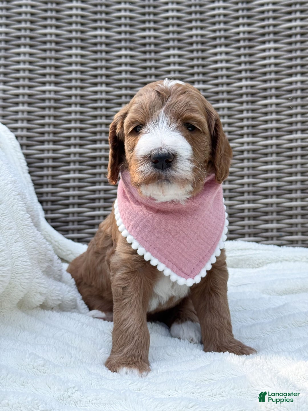 Goldendoodle dogs for sale: Charlotte - Image 5