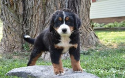 Bernese Mountain Dog dogs for sale: Rita - Image 2