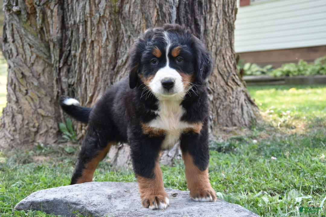 Bernese Mountain Dog dogs for sale: Rita - Image 2